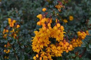 Tiny Yellow Flower Blossoms Bursting with Color photo