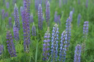 Blooming lupine. Background image or postcard with purple flowers. Earlier summer outside the city photo