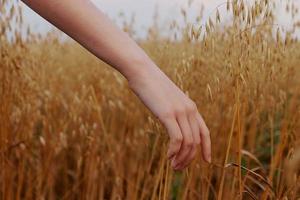 human hand wheat fields agriculture harvesting nature photo