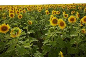 bright sunflower field against a blue sky harvest season photo