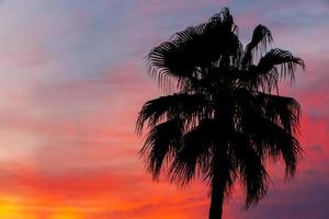 silueta de palma árbol en bonito a amanecer foto