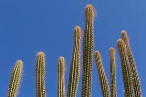 several tall Echinopsis cactuses against blue sky photo
