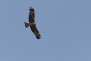 eagle flying in a blue sky photo