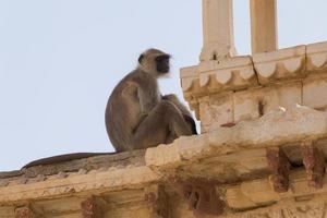 langur monkey sleeping on wall of ancient temple in India photo