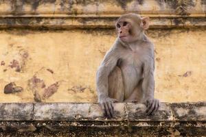monkey sitting on wall of old building in Jaipur, India photo