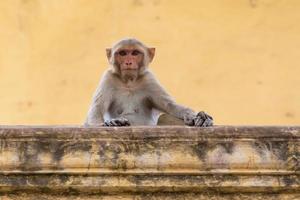 monkey sitting on wall of old house in Jaipur, India photo