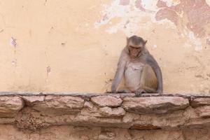 triste mono sentado en restos de antiguo casa en jaipur, India foto