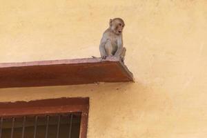 sorprendido pequeño mono sentado en visera de antiguo casa en jaipur, India foto