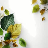 leaf design illustration photo