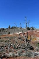 Baren tree at The Painted Hills in Wheeler County, Oregon photo