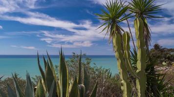 espaço de tempo dentro Sicília do cacto e selvagem arbustos com a Mediterrâneo mar dentro a fundo video