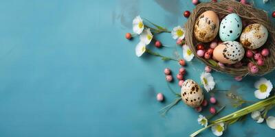 Banner of Easter quail eggs, and flowers over blue background - photo