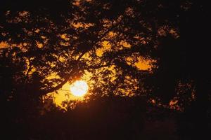 view on sunset through branches of trees photo