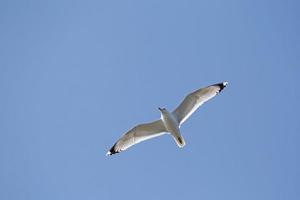 common gull flying in a blue sky photo