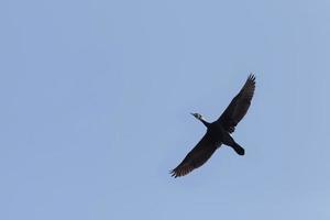 great black cormorant flying in a blue sky photo