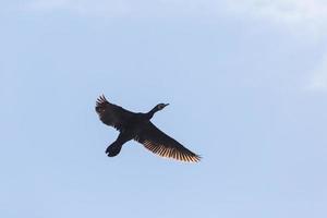 genial negro cormorán con abrió alas en un azul cielo foto