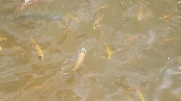 Freshwater fish in the pond with cloudy water. Fish farm or fishery pond. photo