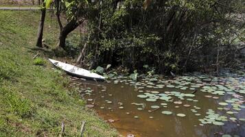 un pequeño blanco fila barco a el lado de el lago o estanque. foto