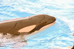 orca ballena en el acuario foto