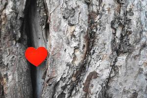 red paper heart in old tree hollow photo