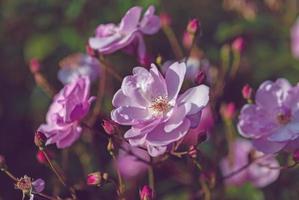 pink roses in sunset dusky light in autumn garden photo