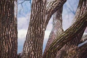 Old willow tree trunks in late autumn by the river photo