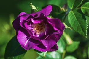 Purple semi-double shrub rose Route 66 by Carruth, USA photo