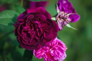 darcy autobús Rosa floreciente en el jardín, abierto flor cabeza, brotes y muerto flores de cerca foto