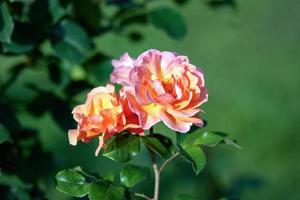 arabia Rosa - naranja a brillante melocotón grande flores con intenso sabroso olor foto