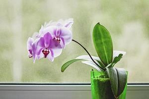 Purple orchid flowering indoors by the window photo