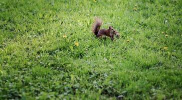 fluffy  squirrel eating in grass. photo