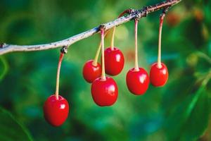 Red cherries on tree branch, cherry fruit growing closeup photo