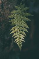 verde helecho hoja en un oscuro antecedentes de cerca foto