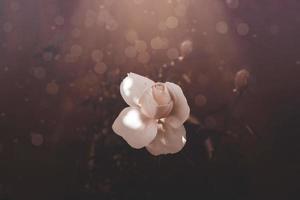 white rose in warm autumn sun in closeup and bokeh photo