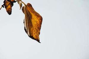 otoño dorado hojas en un árbol en un ligero antecedentes foto