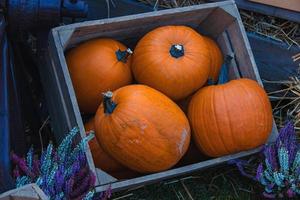 big autumn orange pumpkins in an outdoor garden photo