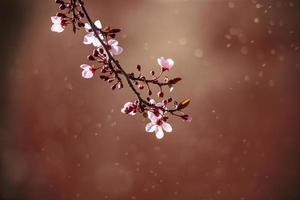 blooming fruit tree with white flowers on a sunny spring day photo