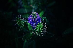 purple flower in the garden in the rays of the summer sun in close-up against the background of green leaves photo