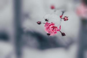 rosado Rosa con blanco nieve en el jardín en un escarchado día foto