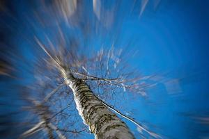 white birch trees without leaves against the background of a smooth cloudless winter sky photo