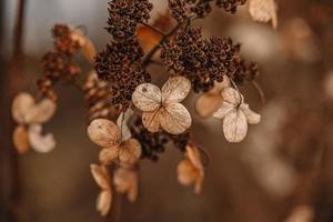 brown withered ornamental flowers in the garden on a cool autumn day photo