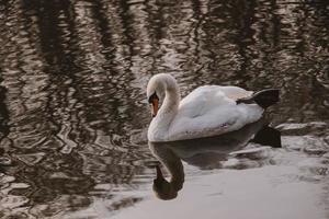 white swan bird floating on dark water photo