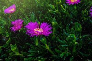 purple edible spring flower over a green background in warm sunshine photo