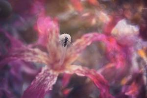 natural delicate pink flower on a tree close-up photo