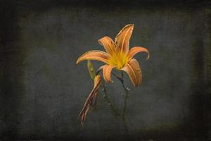 large lily flower on a dark background in the garden on a summer day photo