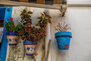 blooming colorful plants from the historic district of Alicante Spain in close-up on a summer day, photo