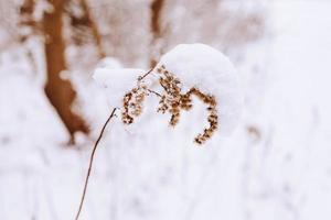 antiguo marchito campo flor en invierno Nevado día en el prado en de cerca foto