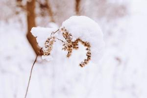 old withered field flower in winter snowy day in the meadow in closeup photo