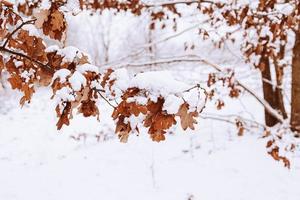 brown leaf on a tree branch against a background of white snow in a winter day in close-up photo