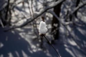 old withered field flower in winter snowy day in the meadow in closeup photo